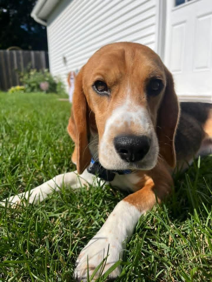 Scooter (9), a Adoptable Beagle in Wausau, WI image 6/6
