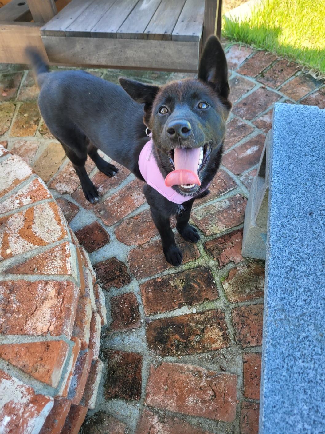 ADELE, Adoptable, Puppy Female Jindo.