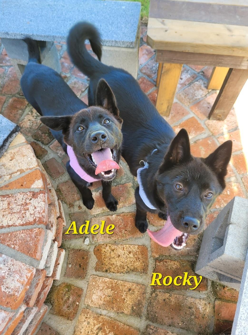 ADELE, a Adoptable mixed breed in Centreville, VA image 2/6