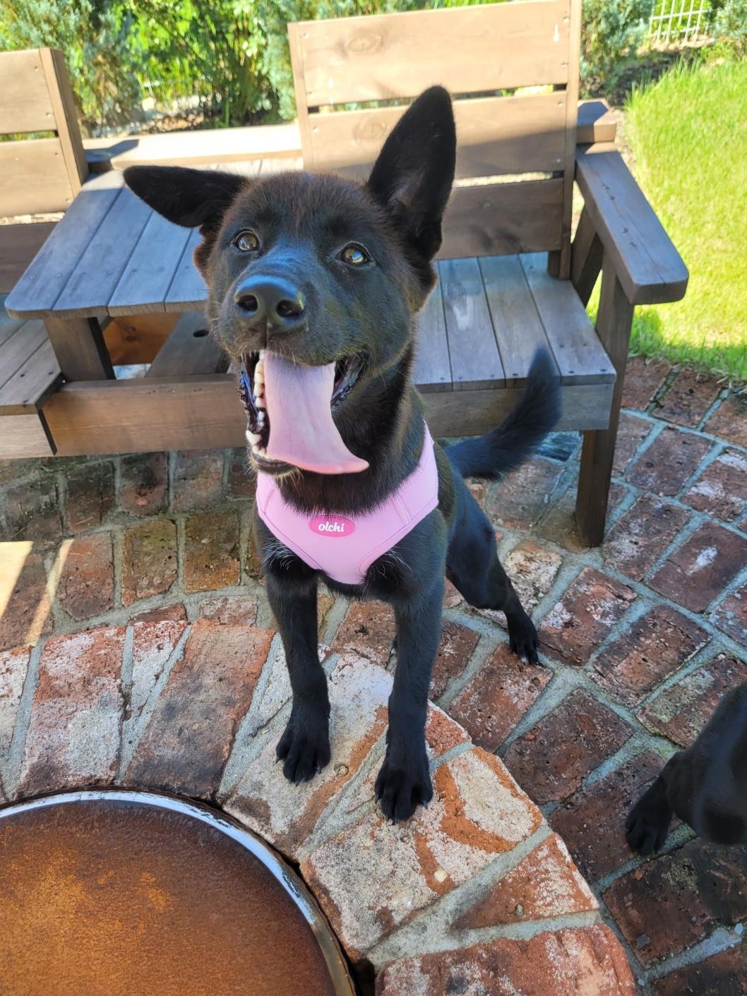 ADELE, a Adoptable mixed breed in Centreville, VA image 3/6