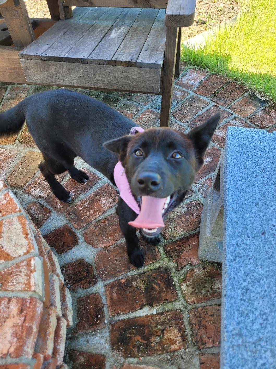 ADELE, a Adoptable mixed breed in Centreville, VA image 5/6