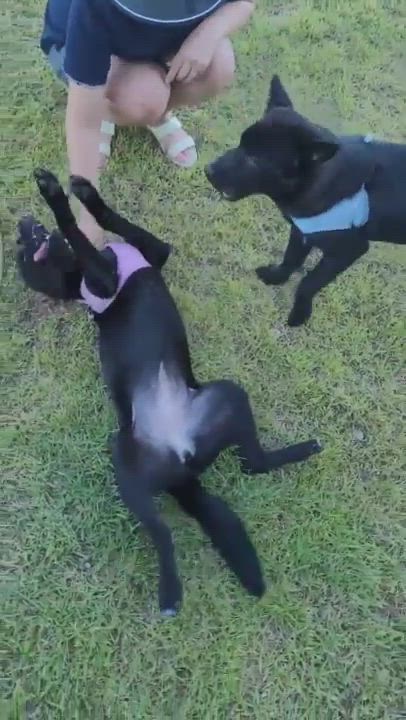 Enlarge ADELE, a Adoptable mixed breed in Centreville, VA video 6/6