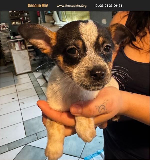 Enlarge Aspen, a Adoptable mixed breed in Cedar City, UT image 1/1