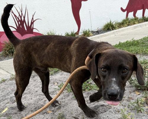 Hops - Training Camp, Adoptable, Young Male Beagle & Plott Hound.