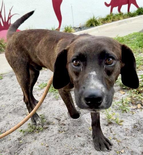 Hops - Training Camp, a Adoptable mixed breed in Sanford, FL image 2/3