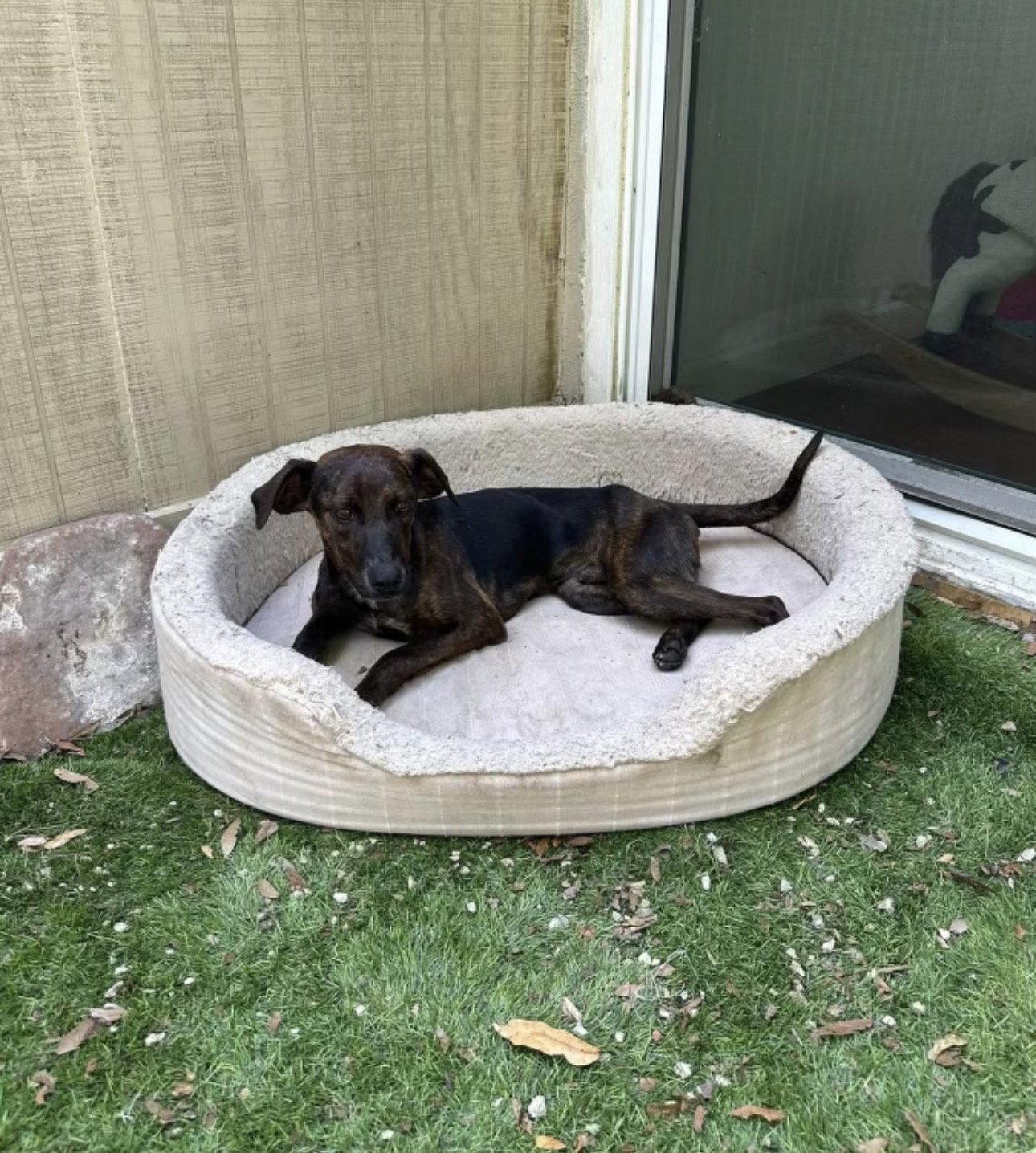 Hops - Training Camp, a Adoptable mixed breed in Sanford, FL image 3/3