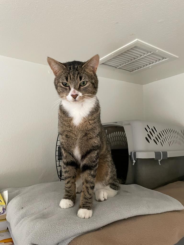 Thomas, ADOPTABLE, Adult Male Domestic Short Hair.