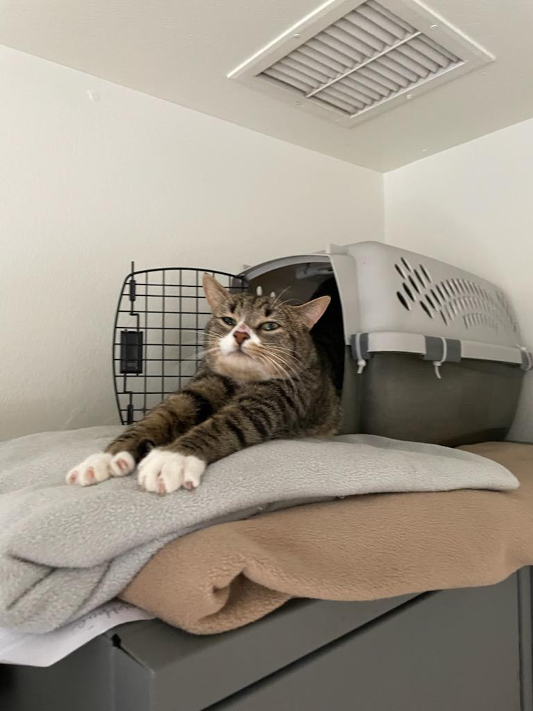 Enlarge Thomas, a ADOPTABLE Domestic Short Hair in Gig Harbor, WA image 2/4