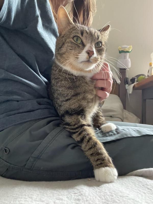 Enlarge Thomas, a ADOPTABLE Domestic Short Hair in Gig Harbor, WA image 4/4