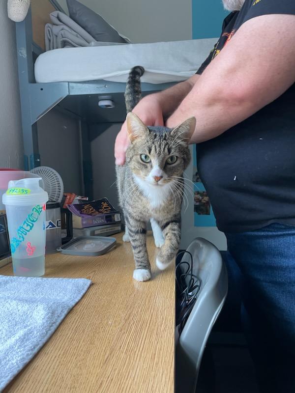 Enlarge Thomas, a ADOPTABLE Domestic Short Hair in Gig Harbor, WA image 3/4