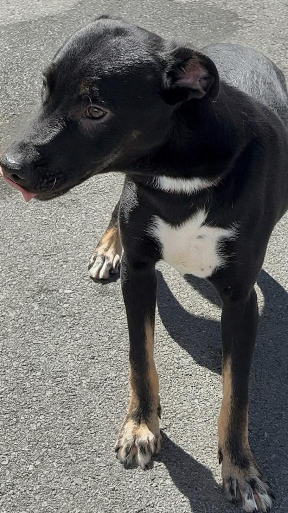 Enlarge TUBBY, a Adoptable mixed breed in Rome, GA image 1/4