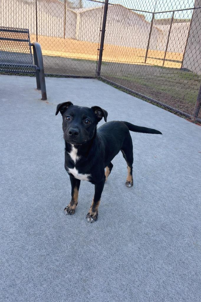 Enlarge TUBBY, a Adoptable mixed breed in Rome, GA image 2/4