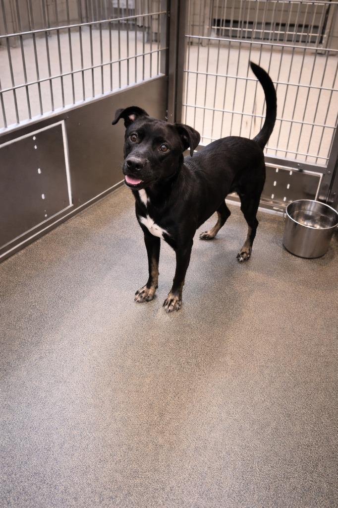 Enlarge TUBBY, a Adoptable mixed breed in Rome, GA image 3/4