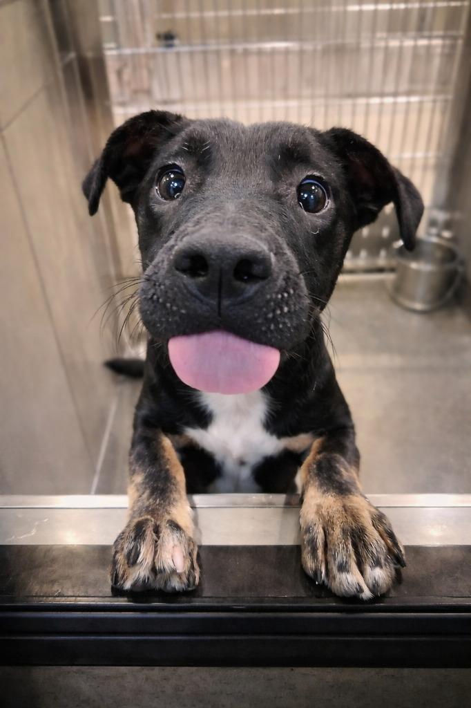 Enlarge TUBBY, a Adoptable mixed breed in Rome, GA image 4/4