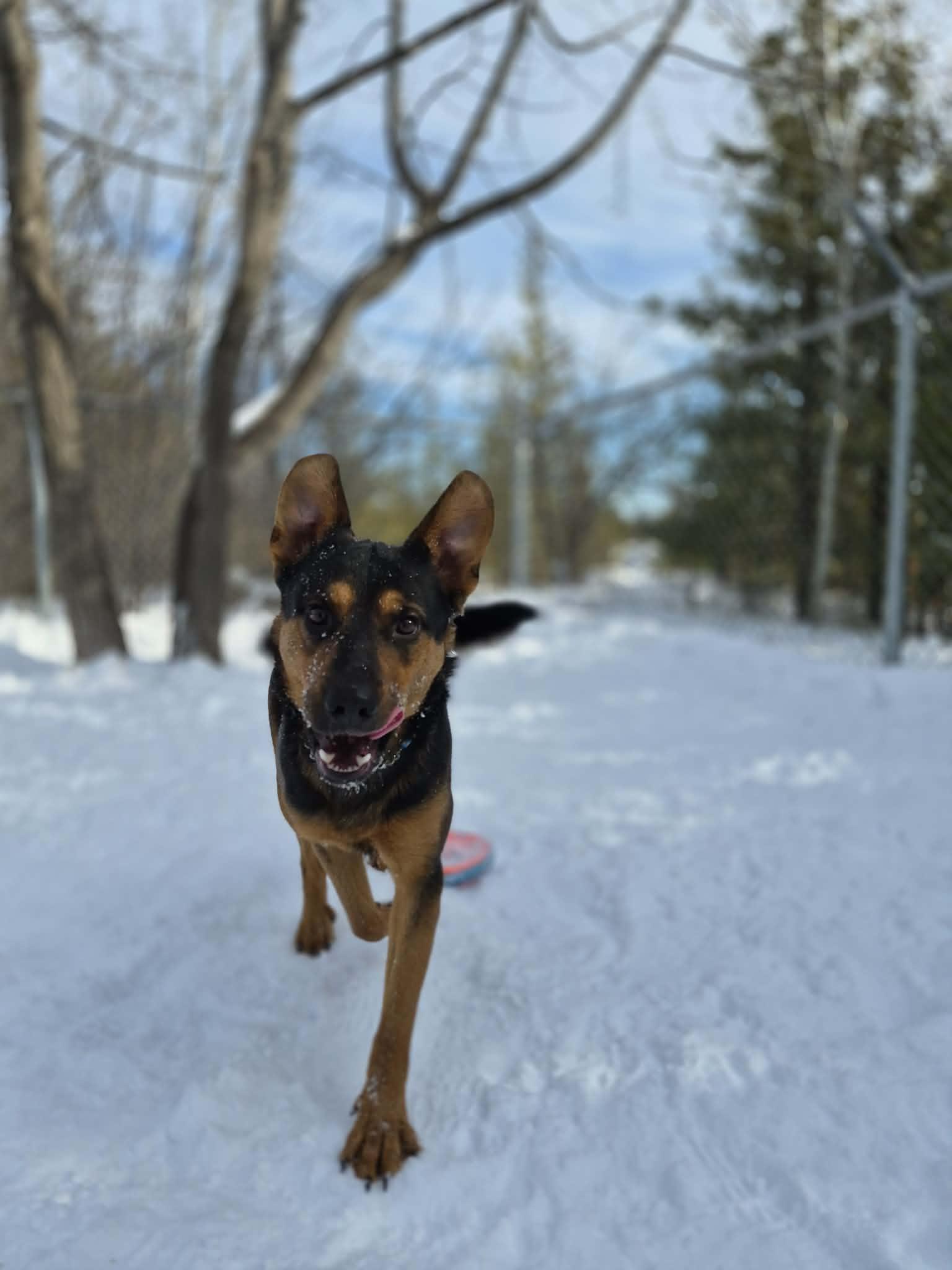 Enlarge Dexter, a ADOPTABLE Mixed Breed in Collingwood, ON image 3/3