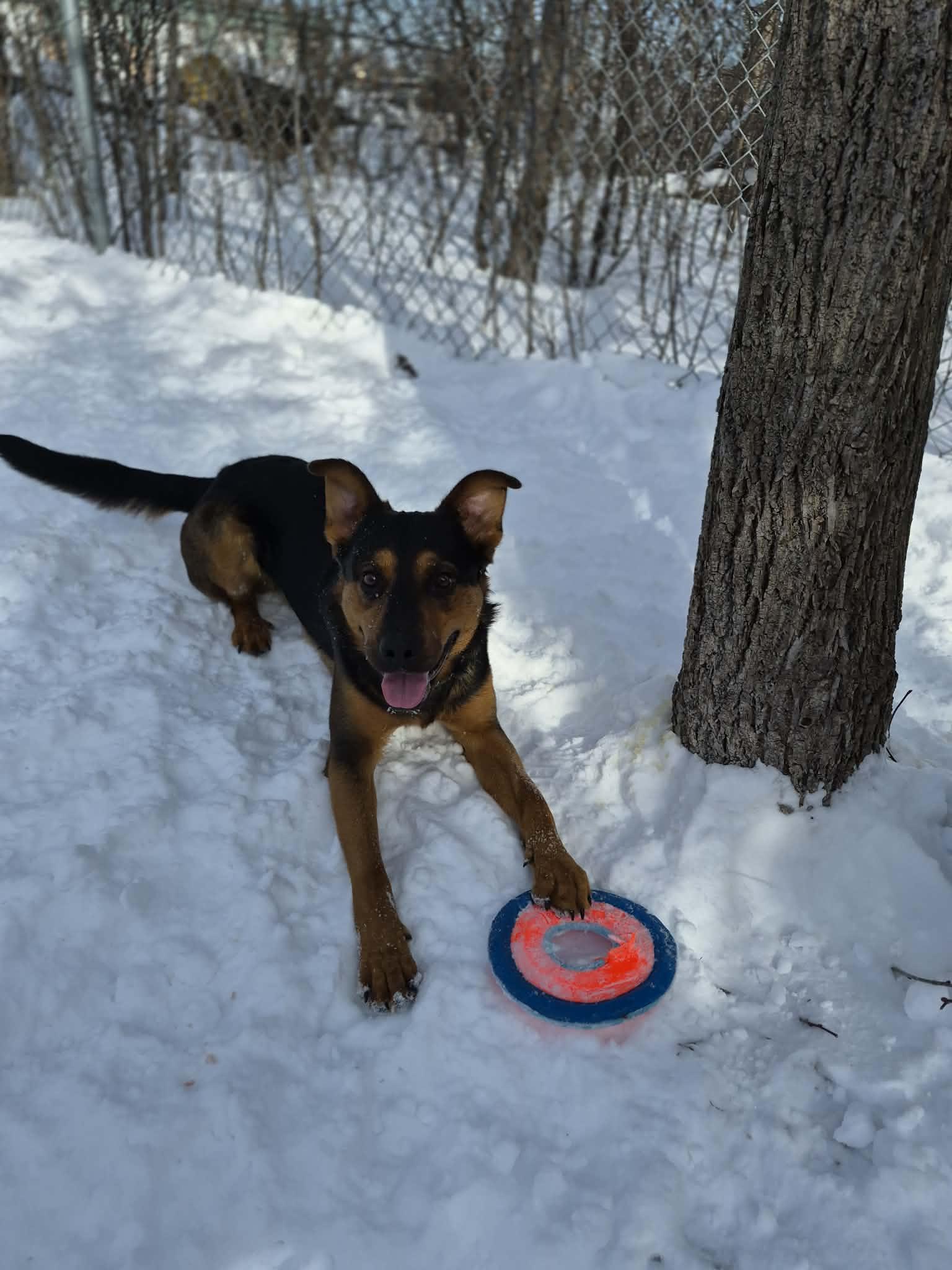 Enlarge Dexter, a ADOPTABLE Mixed Breed in Collingwood, ON image 2/3