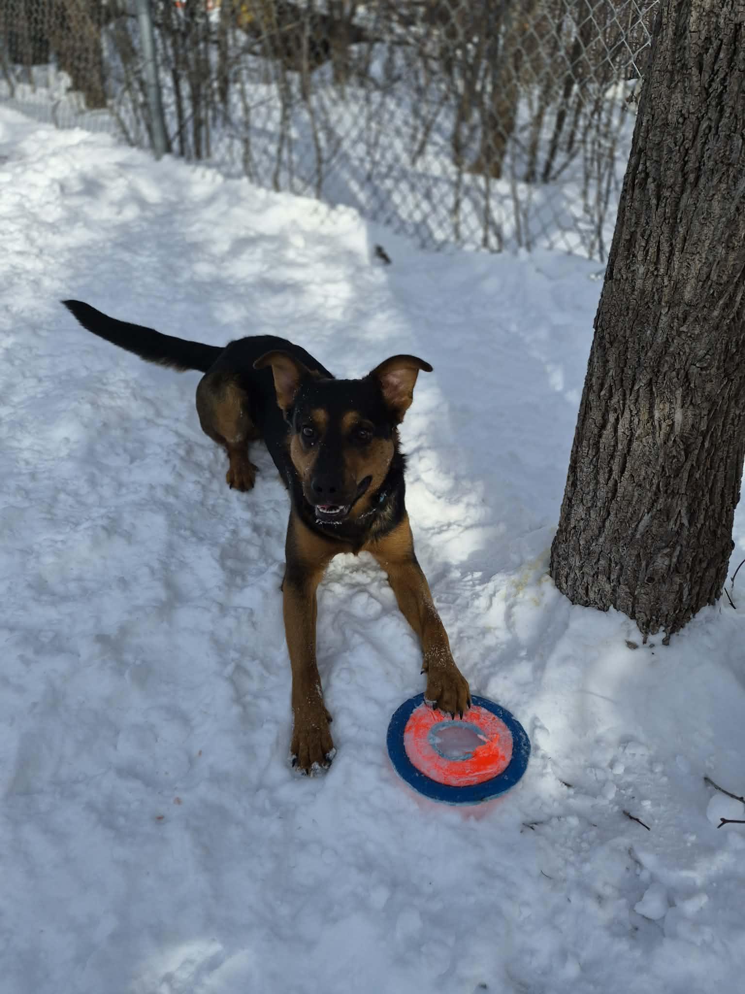 Enlarge Dexter, a ADOPTABLE Mixed Breed in Collingwood, ON image 1/3