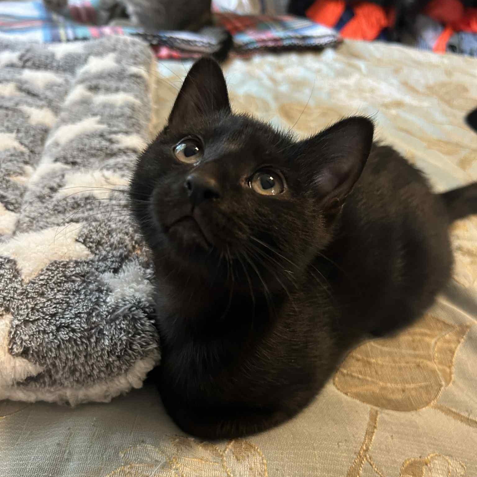Peridot =^.^=