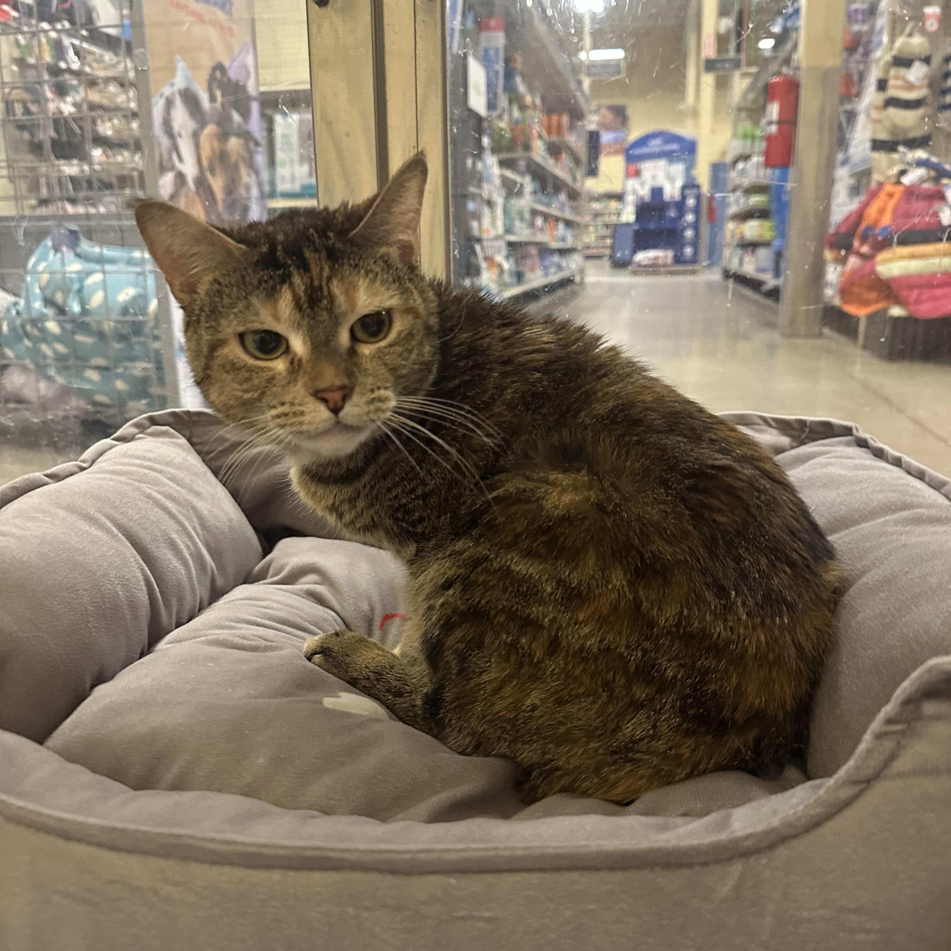 Everlee, ADOPTABLE, Adult Female Domestic Short Hair.