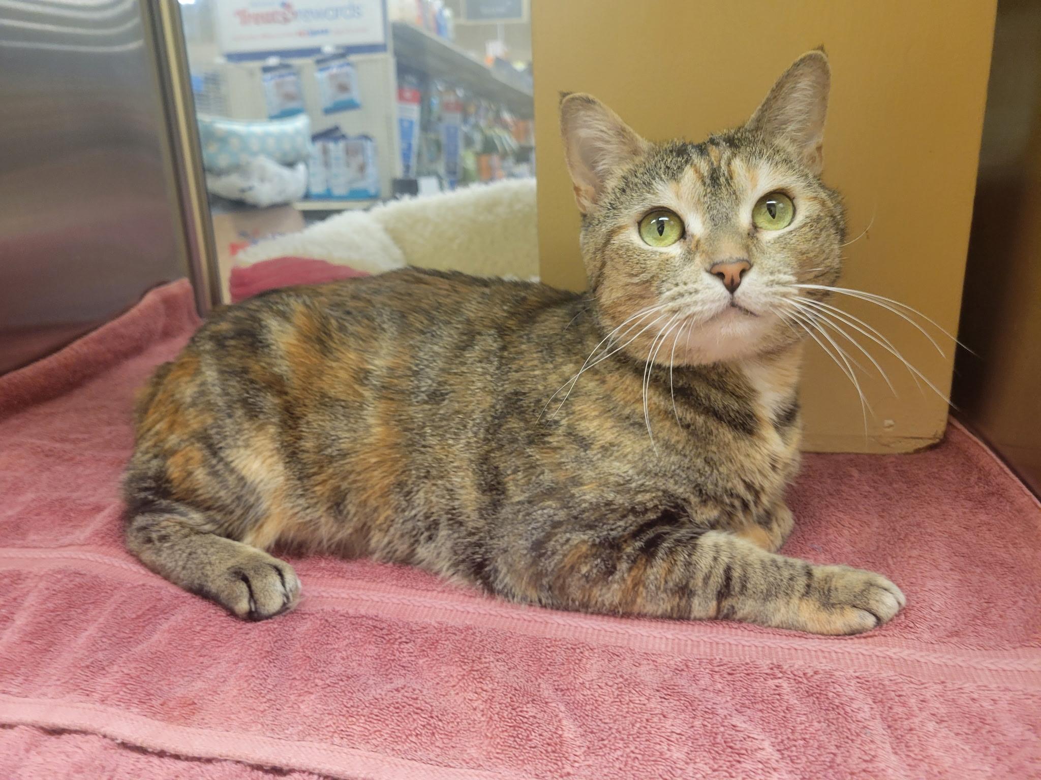 Enlarge Everlee, a ADOPTABLE Domestic Short Hair in Missoula, MT image 2/2