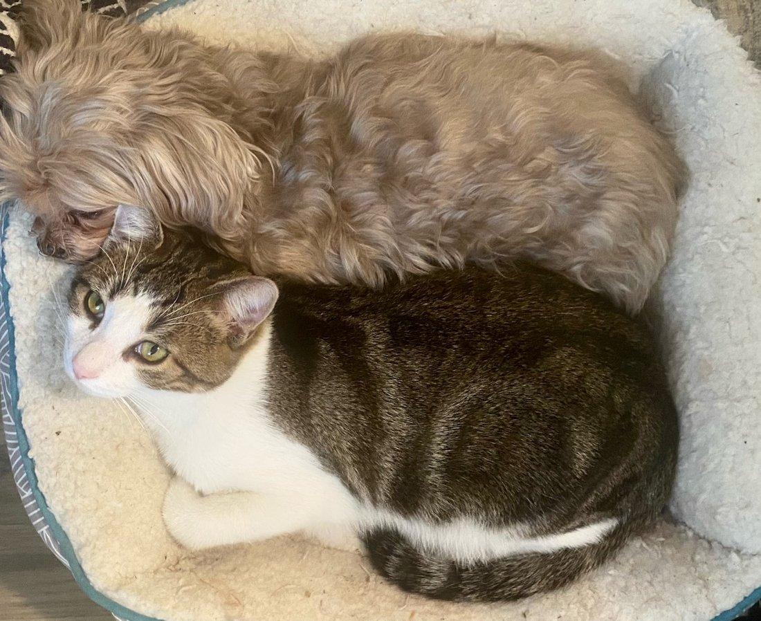 Jack and Jesse, a ADOPTABLE Domestic Short Hair in White Bear Lake, MN image 6/6