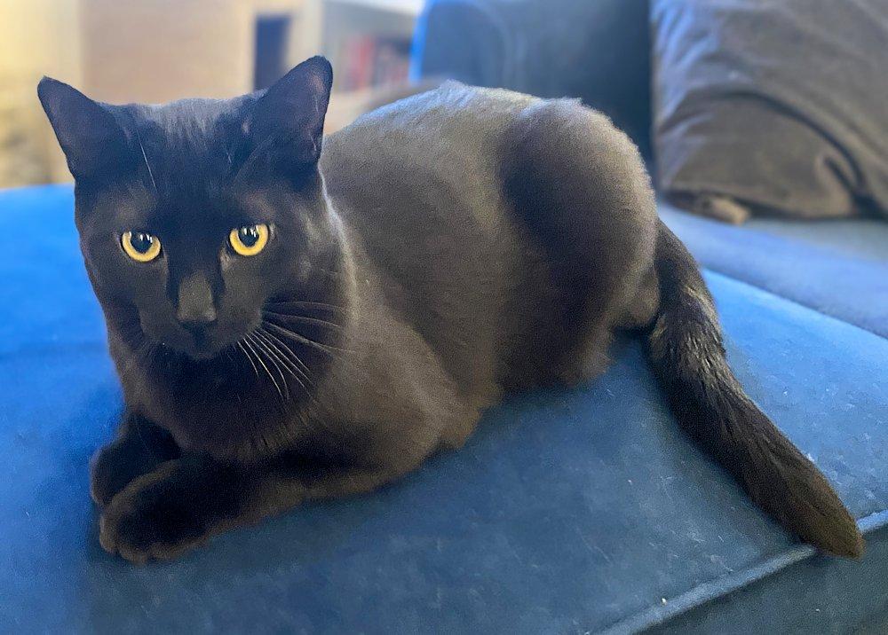 Jack and Jesse, a ADOPTABLE Domestic Short Hair in White Bear Lake, MN image 1/6