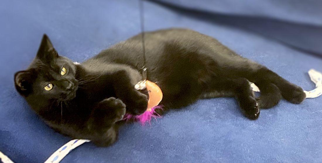 Jack and Jesse, a ADOPTABLE Domestic Short Hair in White Bear Lake, MN image 3/6