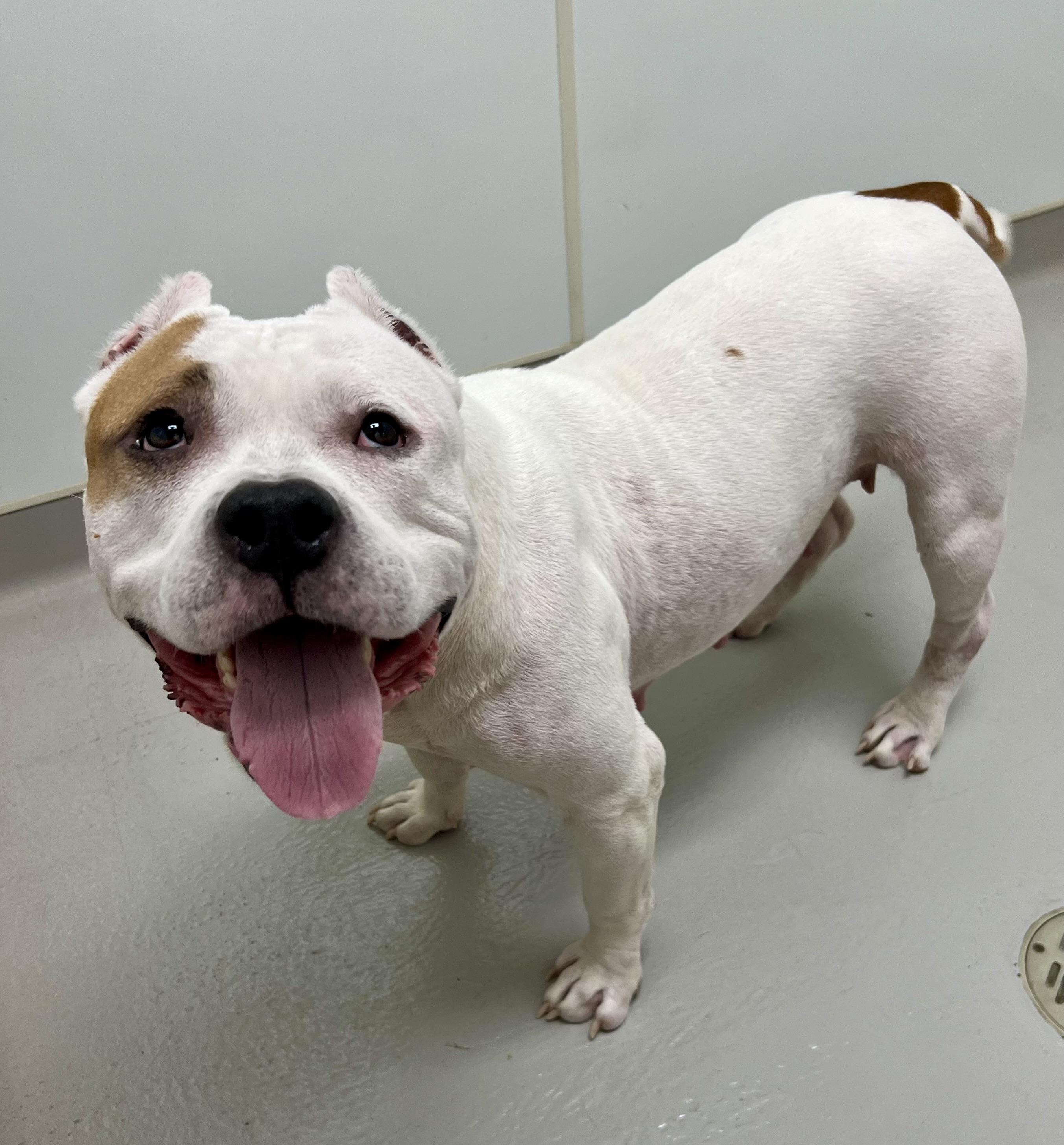 Enlarge Opal, a ADOPTABLE mixed breed in Danville, IN image 5/5