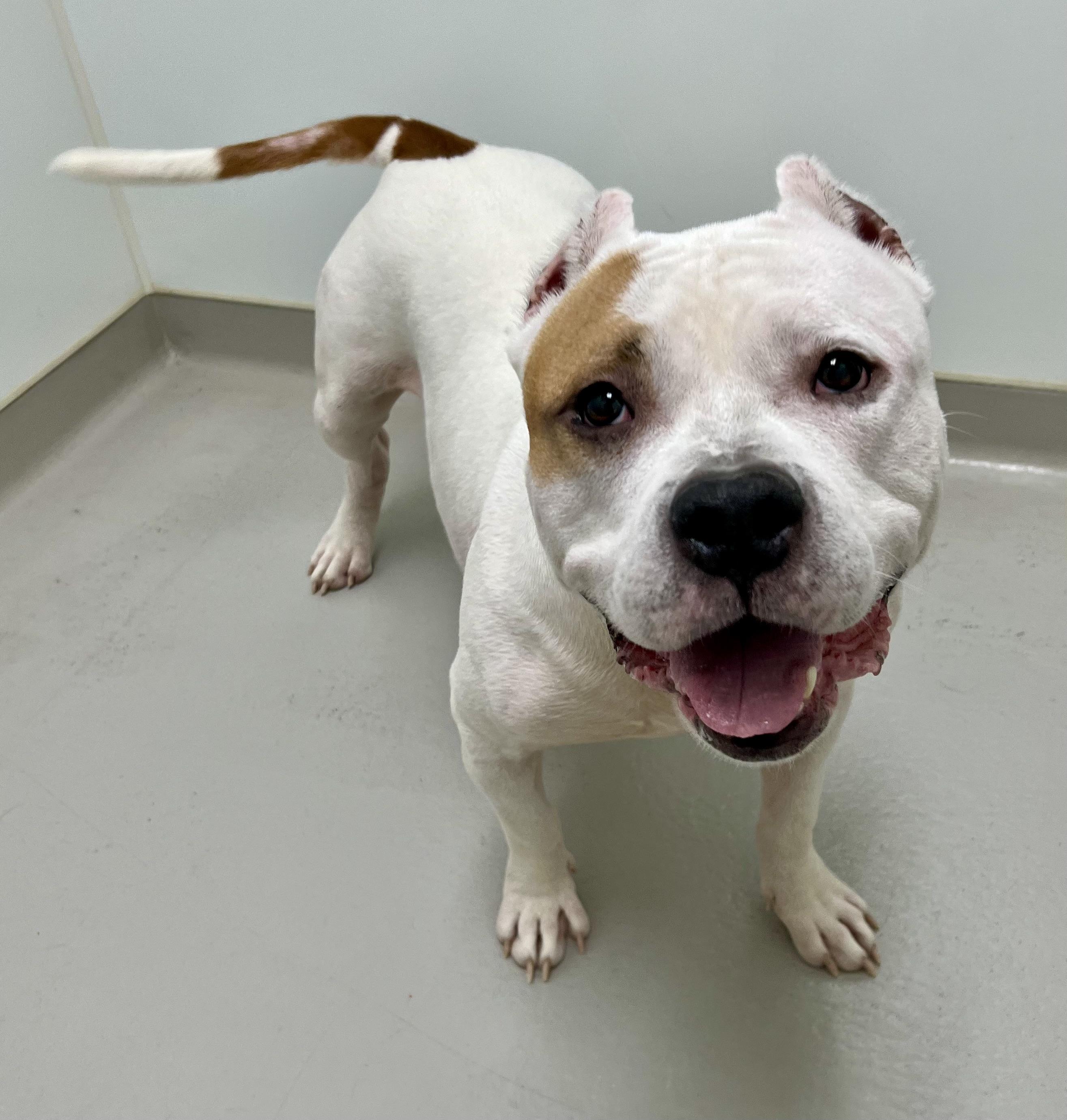 Enlarge Opal, a ADOPTABLE mixed breed in Danville, IN image 3/5