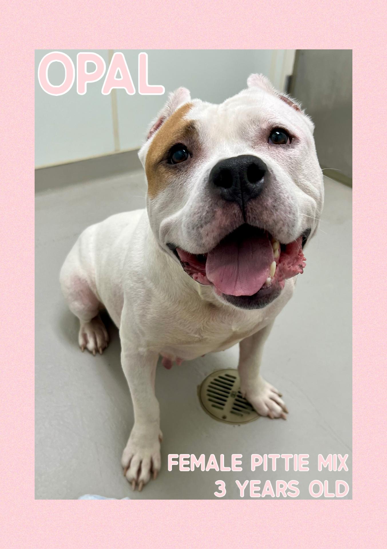 Enlarge Opal, a ADOPTABLE mixed breed in Danville, IN image 1/5