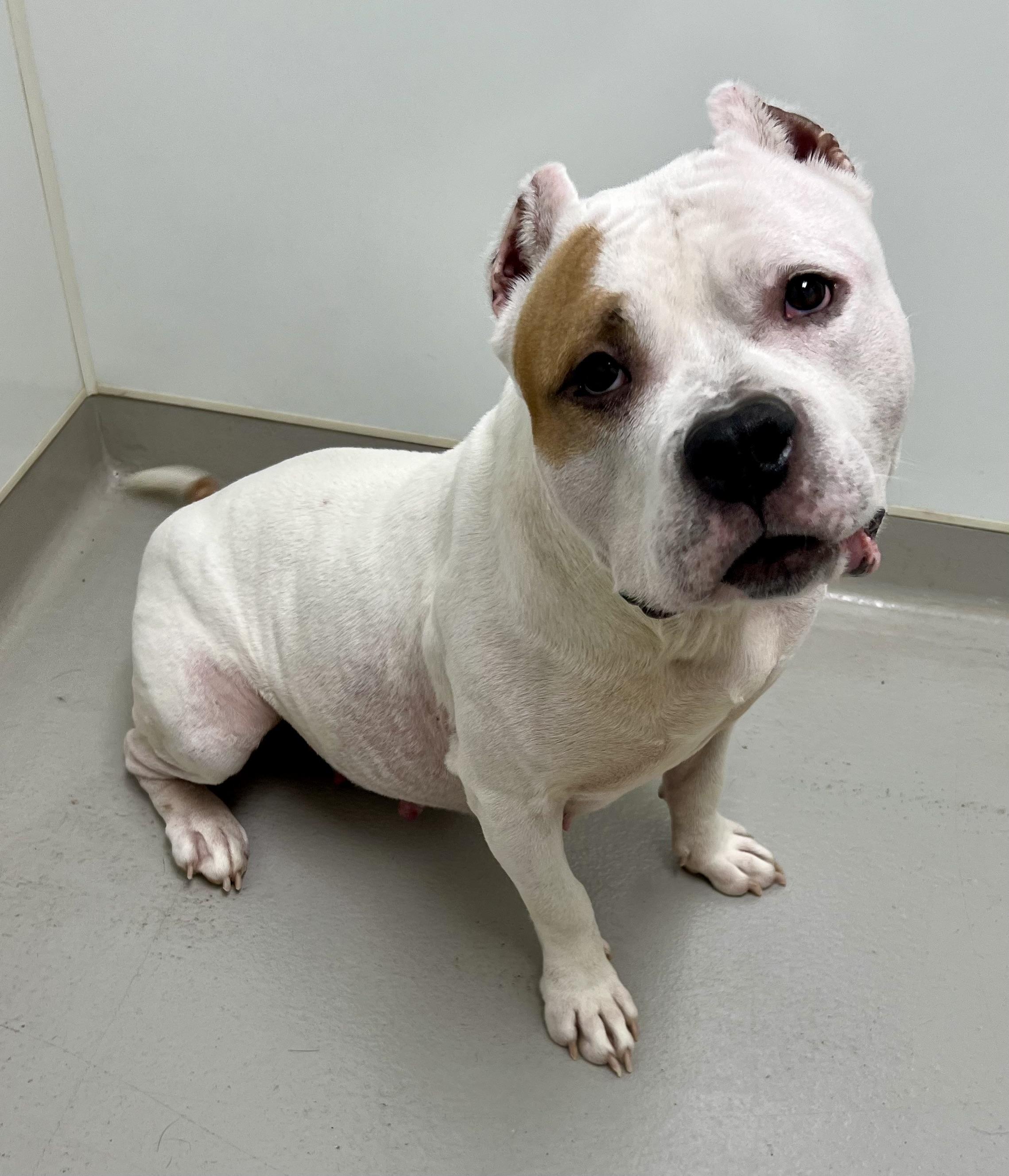 Enlarge Opal, a ADOPTABLE mixed breed in Danville, IN image 4/5