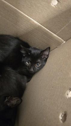 Lefty, Adoptable, Kitten Male Domestic Short Hair.