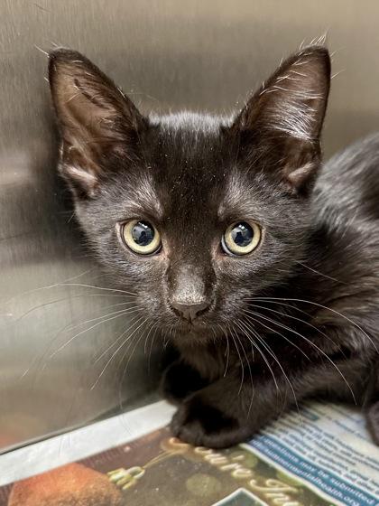 Lefty, a Adoptable mixed breed in Wichita, KS image 2/2