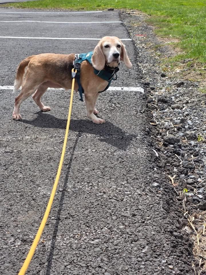 Twixie, Adopted, Senior Female Beagle.