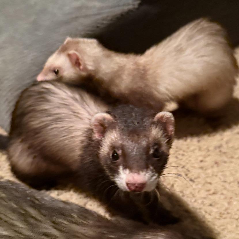 Shoko / Calypso / Merik