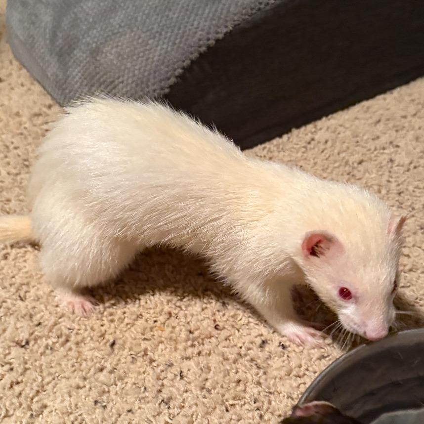 Shoko / Calypso / Merik