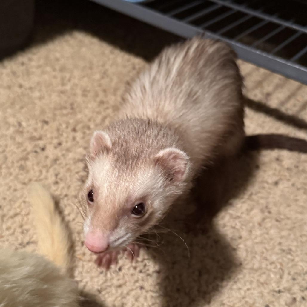 Shoko / Calypso / Merik