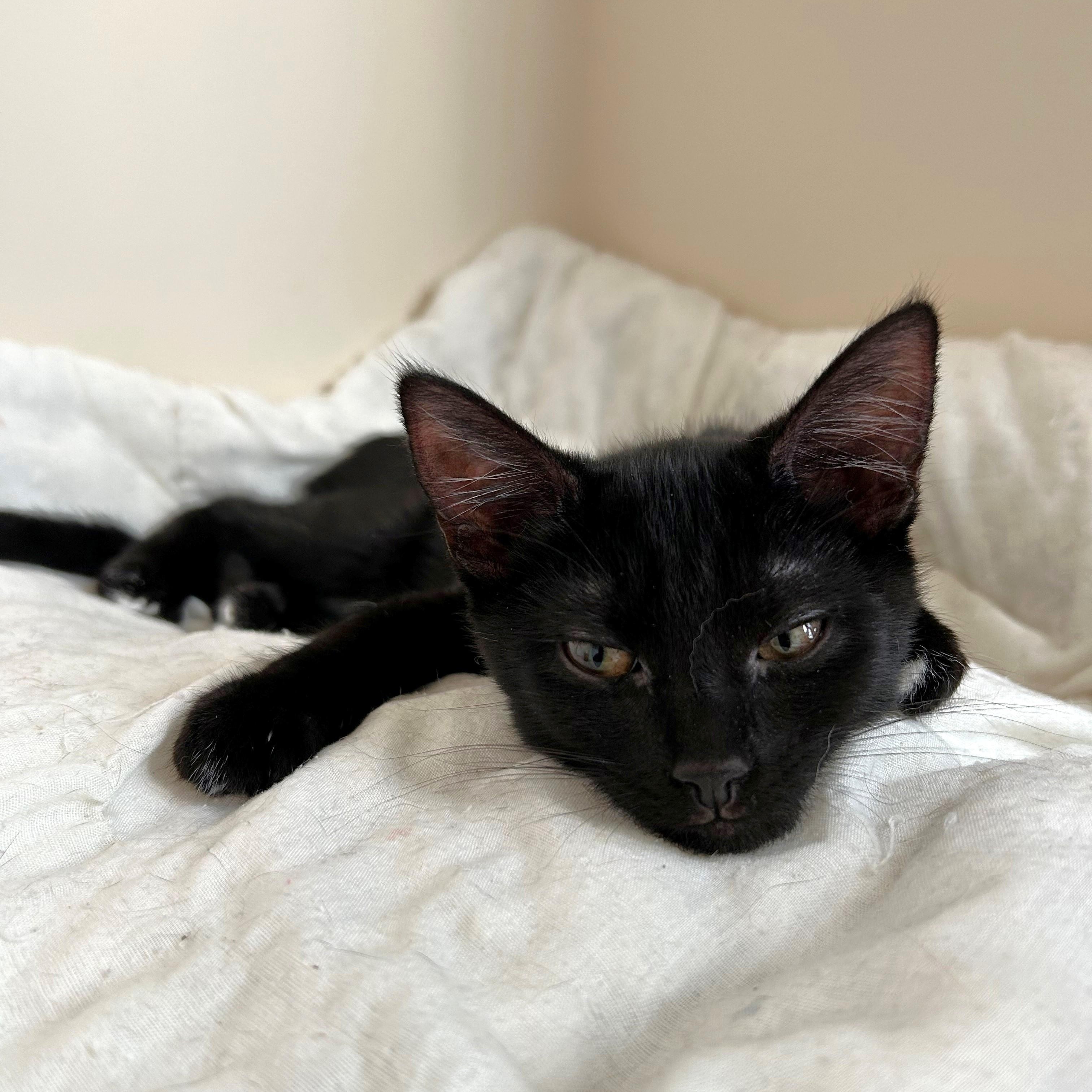 Enlarge Georgette, a Adoptable Domestic Short Hair in Apex, NC image 3/5