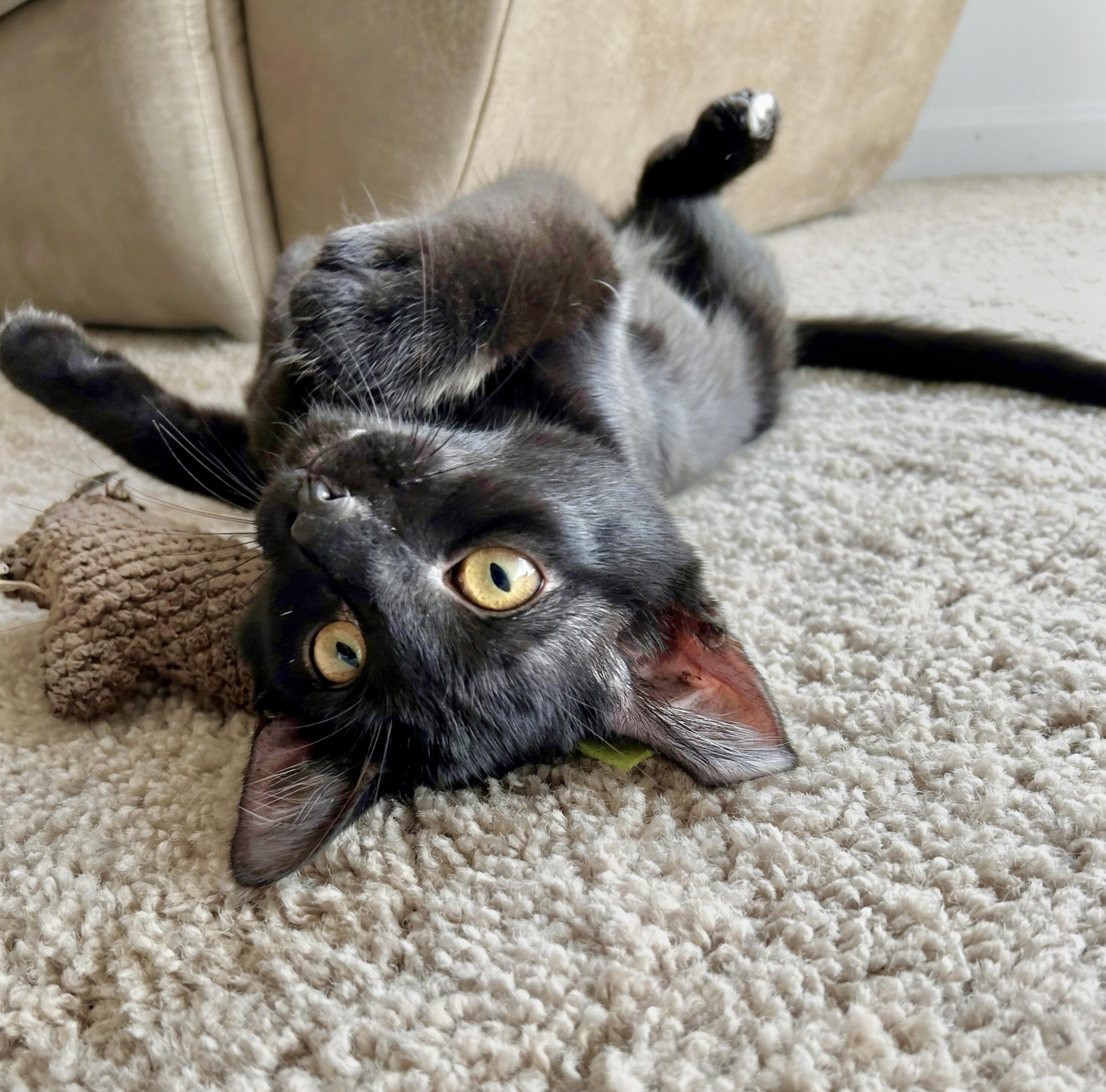 Enlarge Georgette, a Adoptable Domestic Short Hair in Apex, NC image 4/5