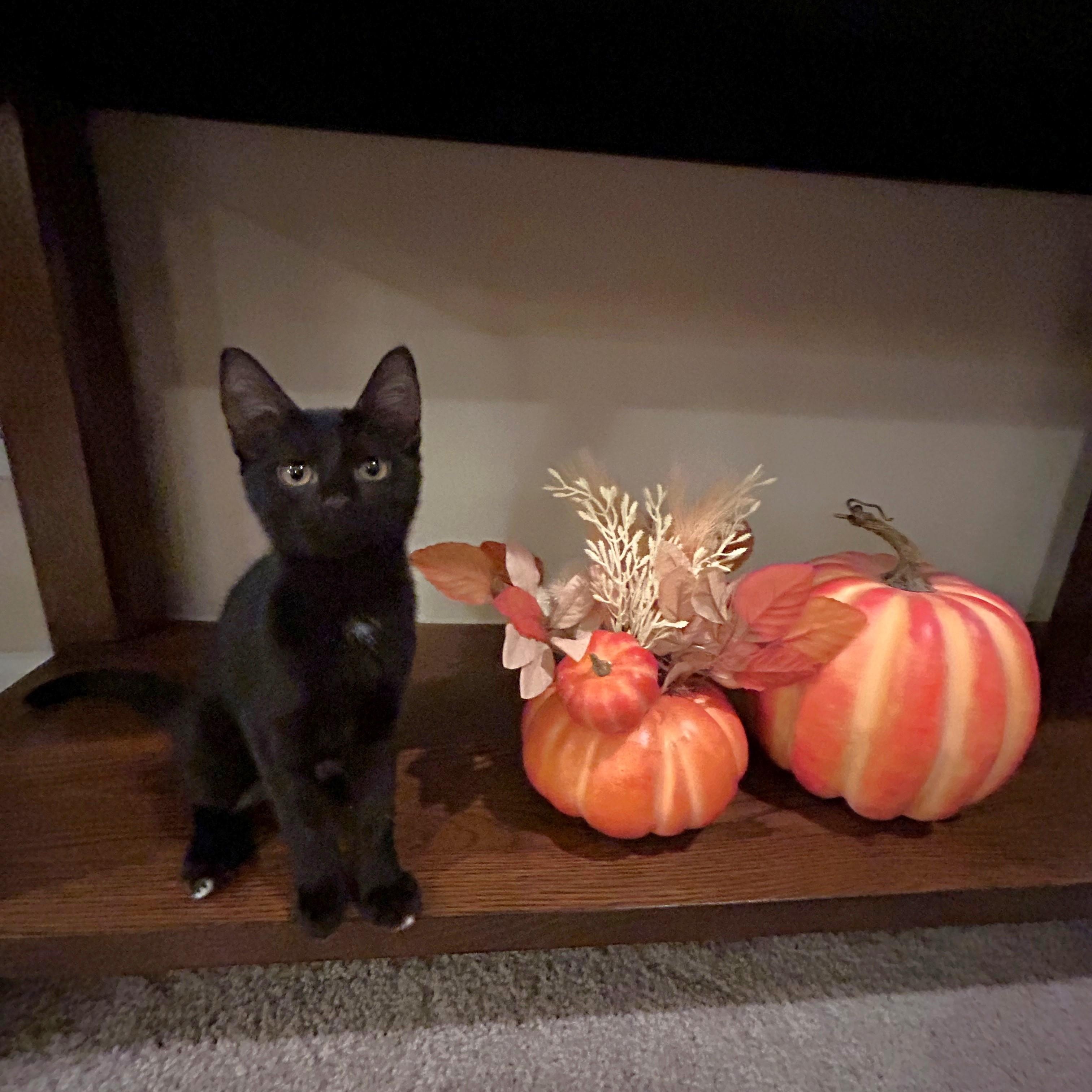Enlarge Georgette, a Adoptable Domestic Short Hair in Apex, NC image 2/5