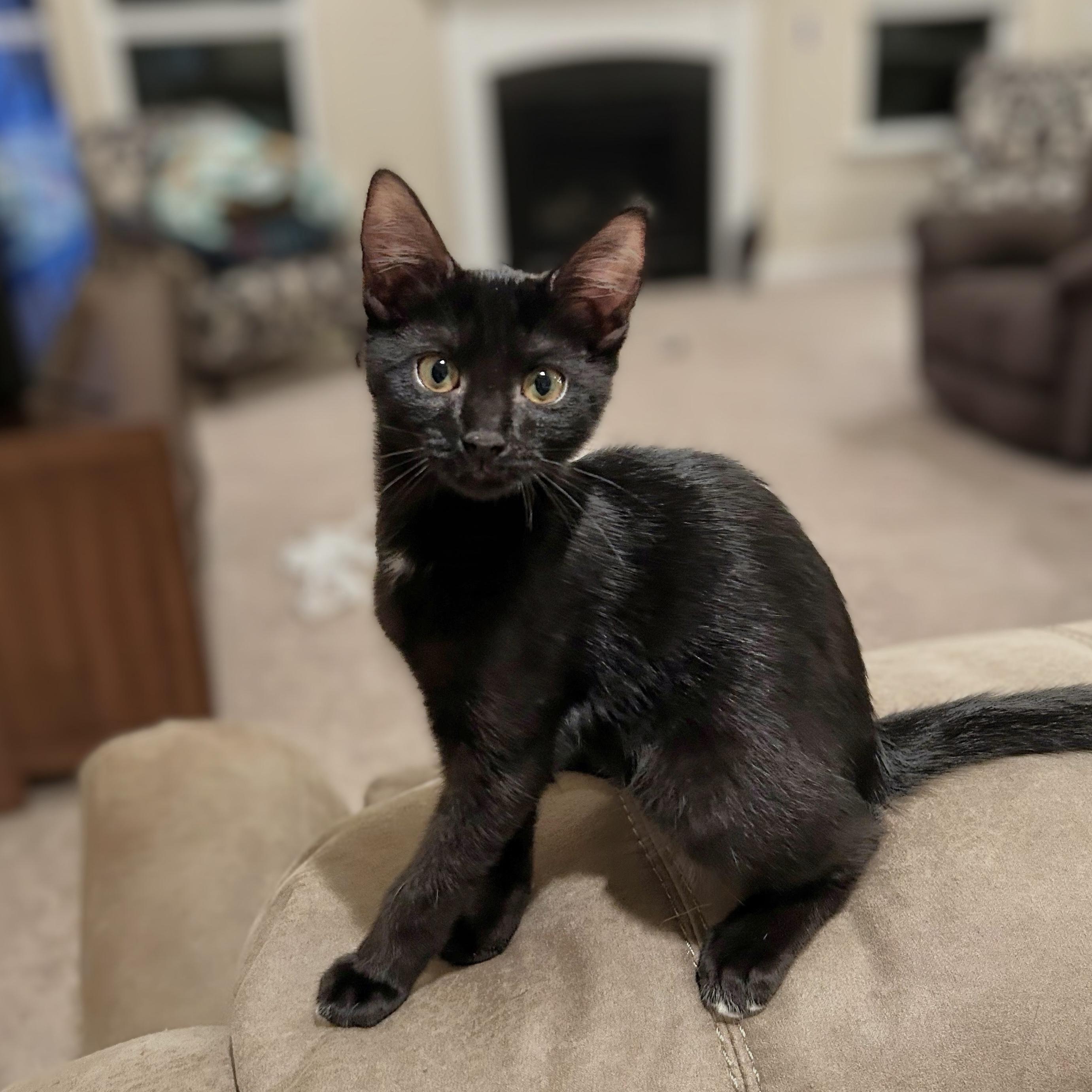 Georgette, Adoptable, Kitten Female Domestic Short Hair.