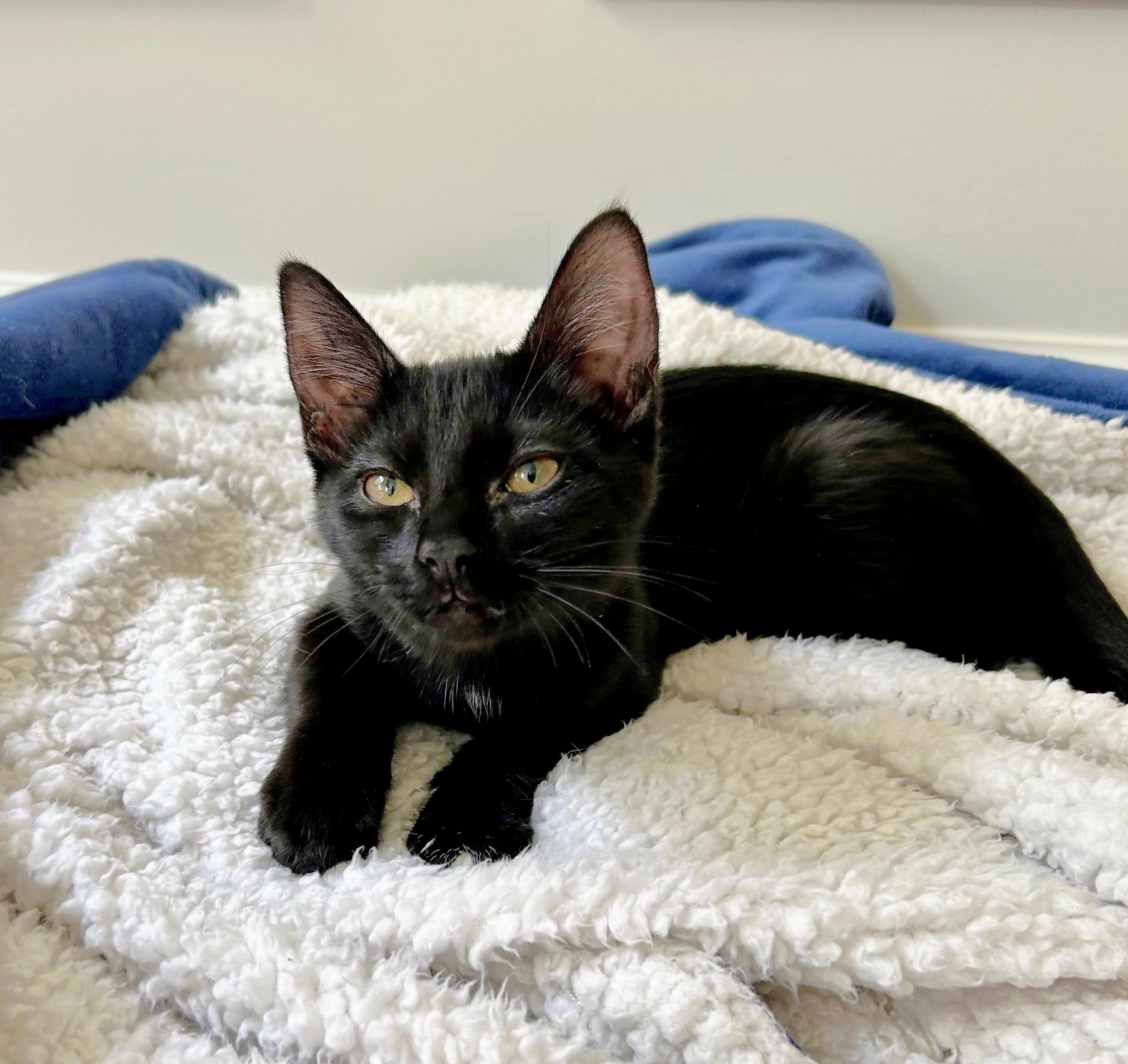 Enlarge Georgette, a Adoptable Domestic Short Hair in Apex, NC image 5/5