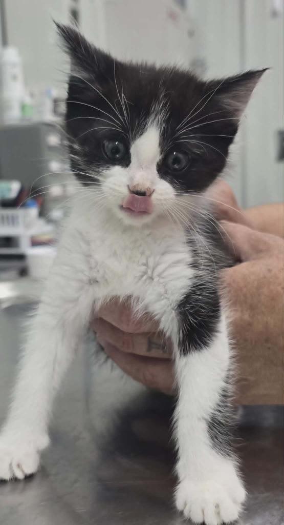Rhonda, Adoptable, Kitten Female Domestic Short Hair.