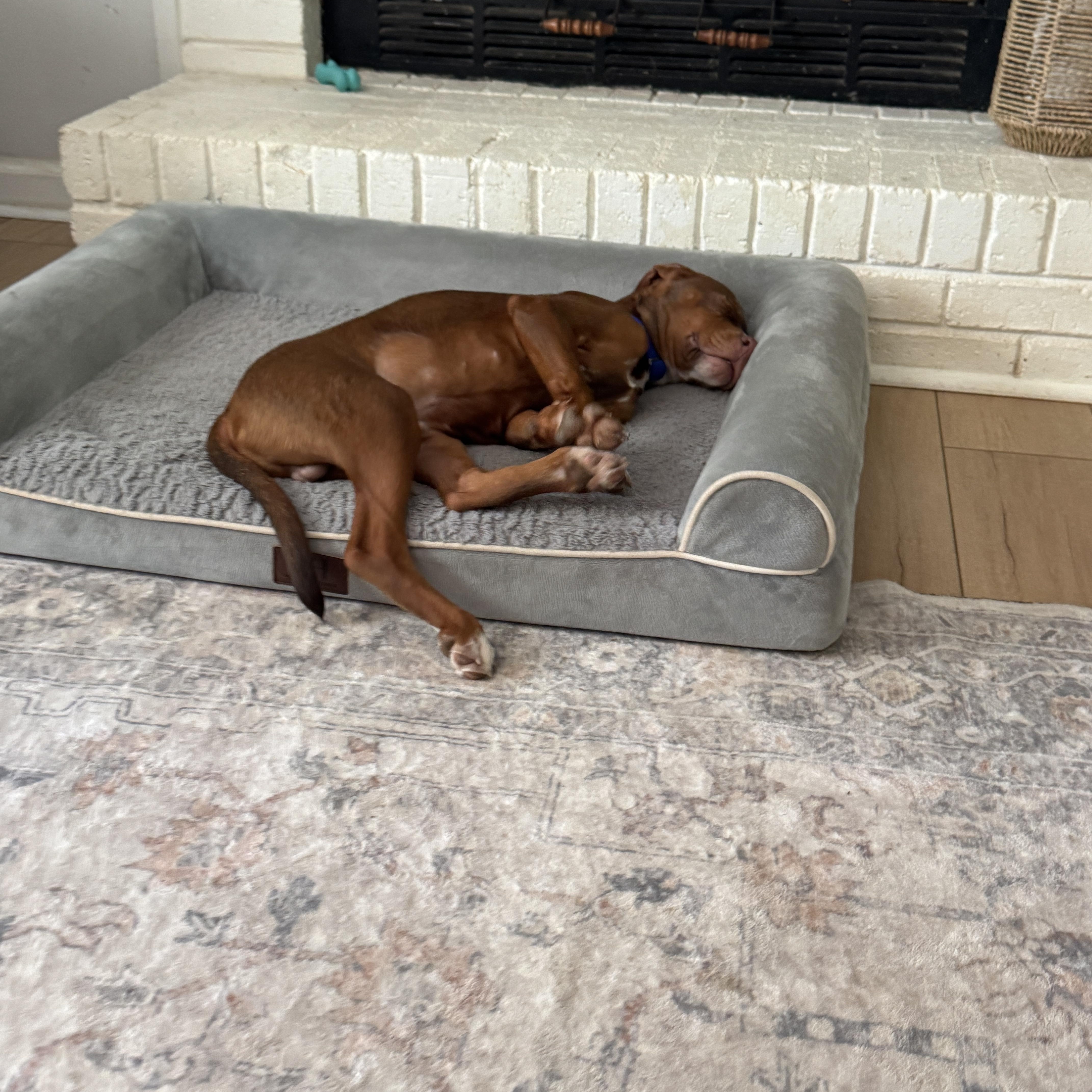 Monty, an adopted mixed breed in Rock Hill, SC image 6/6