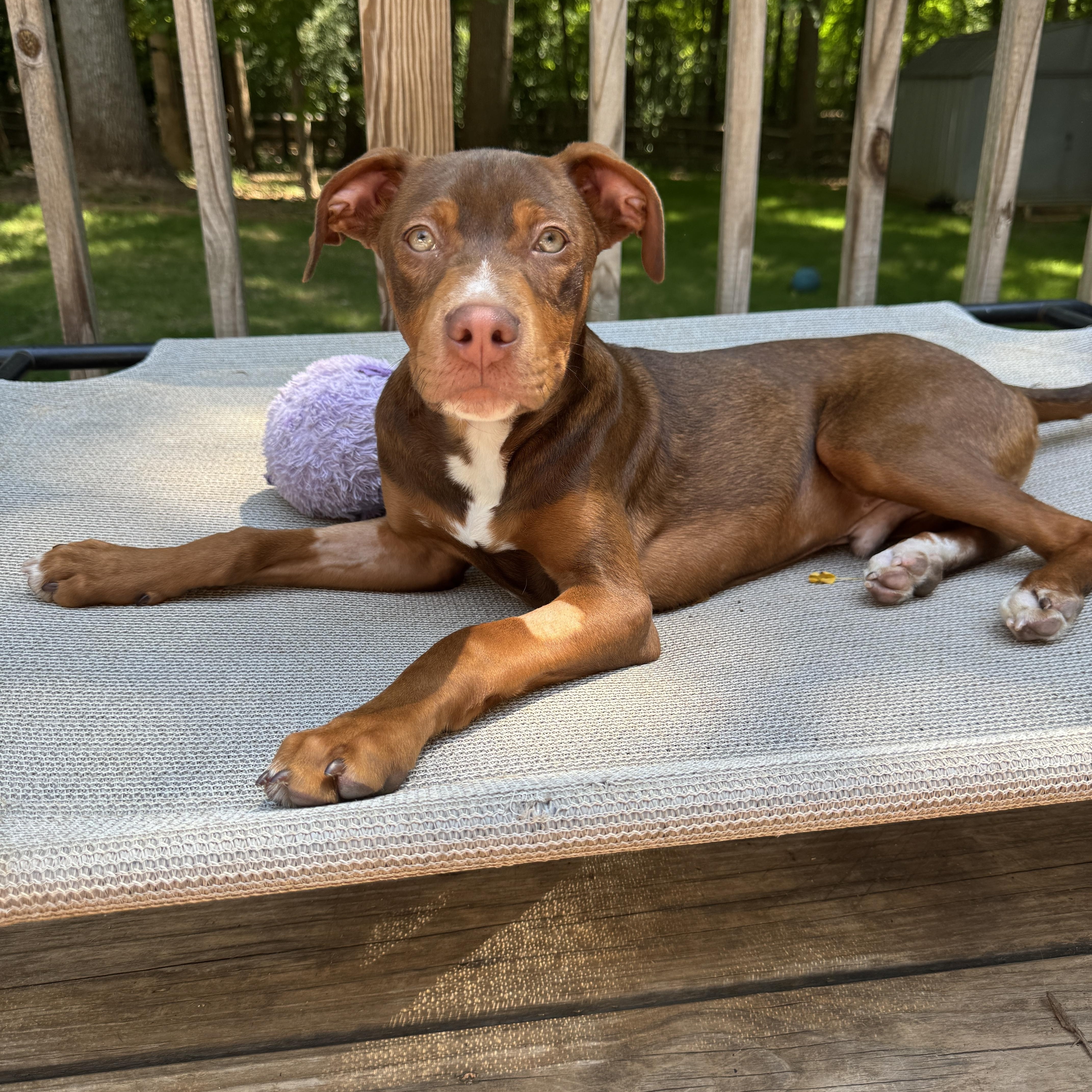 Monty, an adopted mixed breed in Rock Hill, SC image 4/6