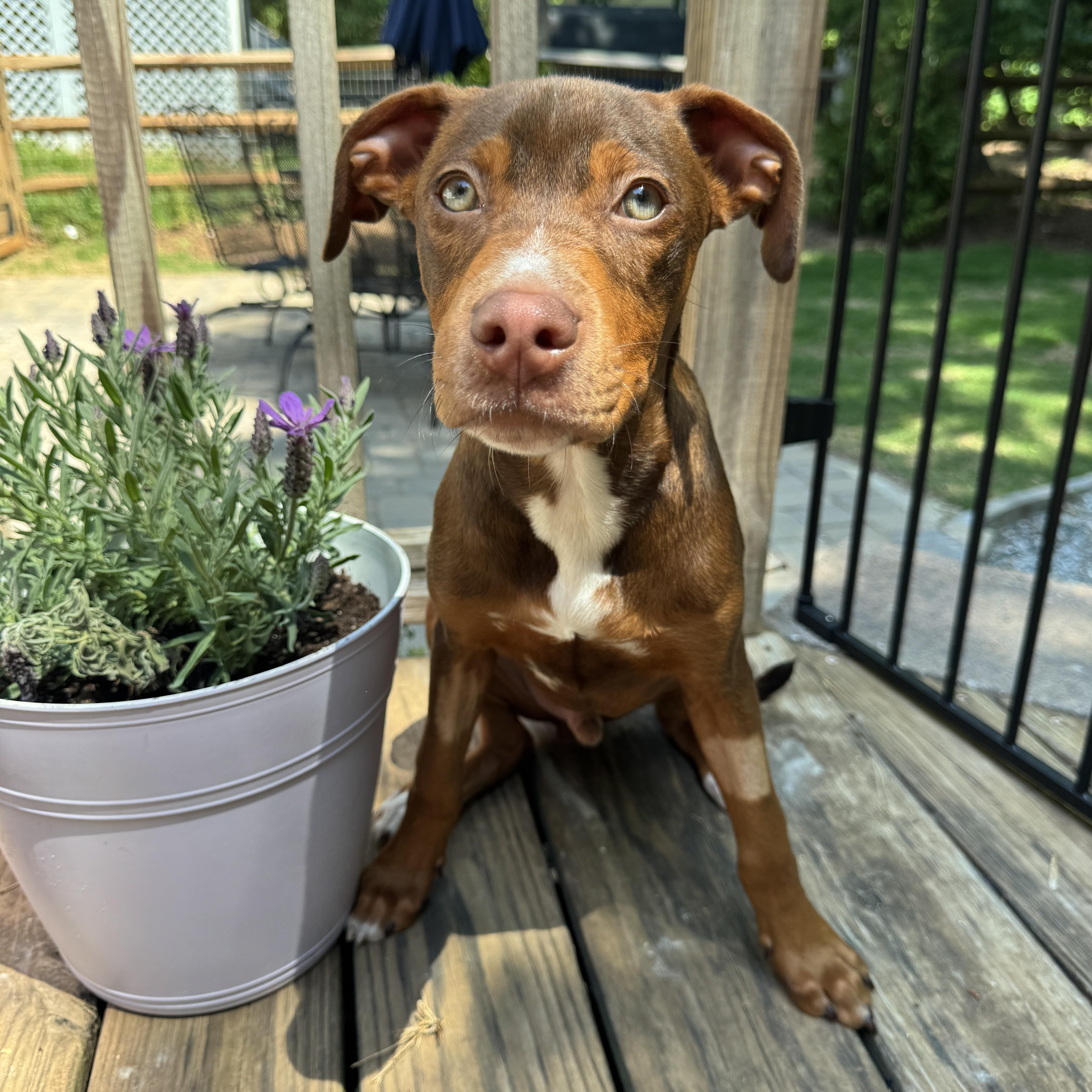 Monty, an adopted mixed breed in Rock Hill, SC image 5/6