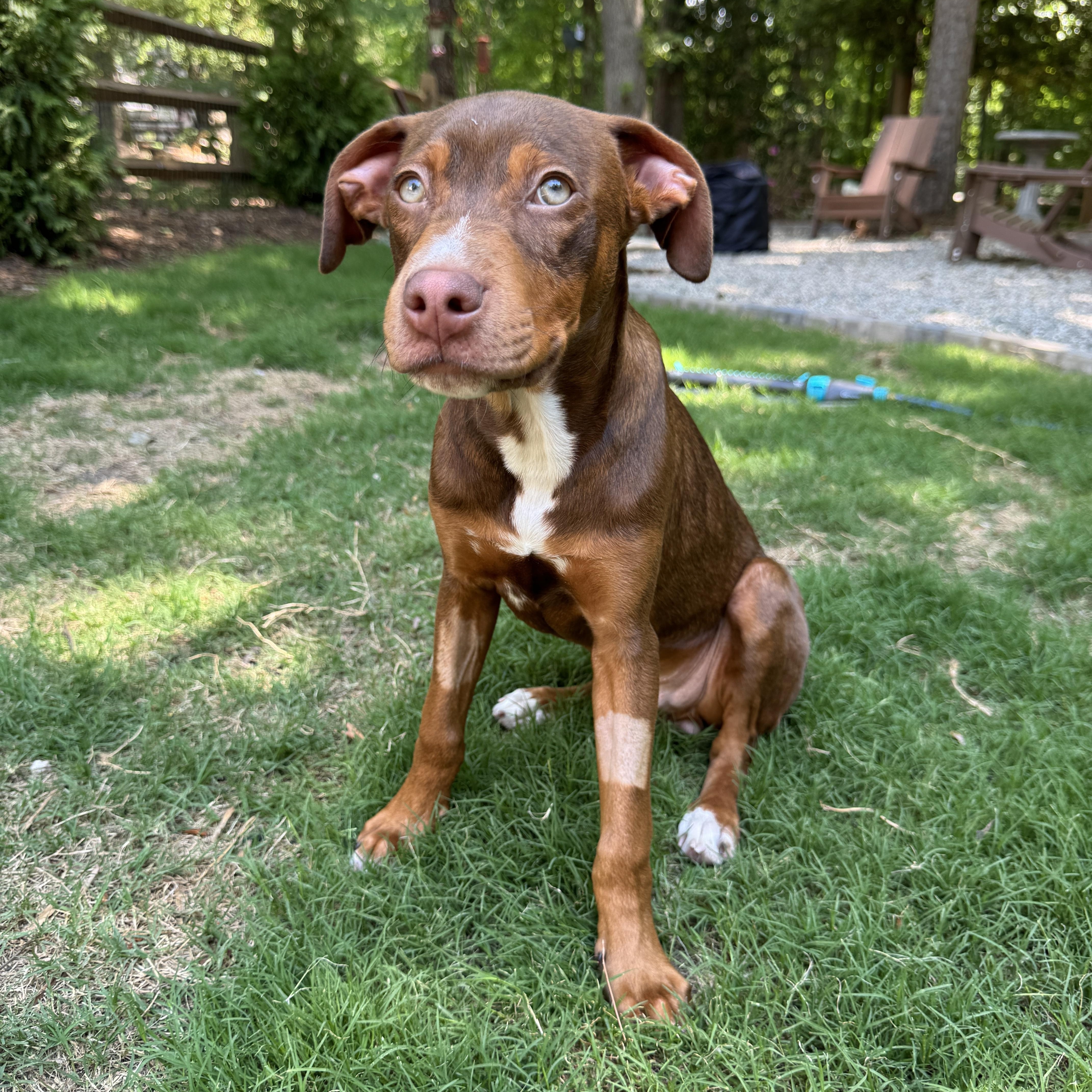 Monty, an adopted mixed breed in Rock Hill, SC image 2/6