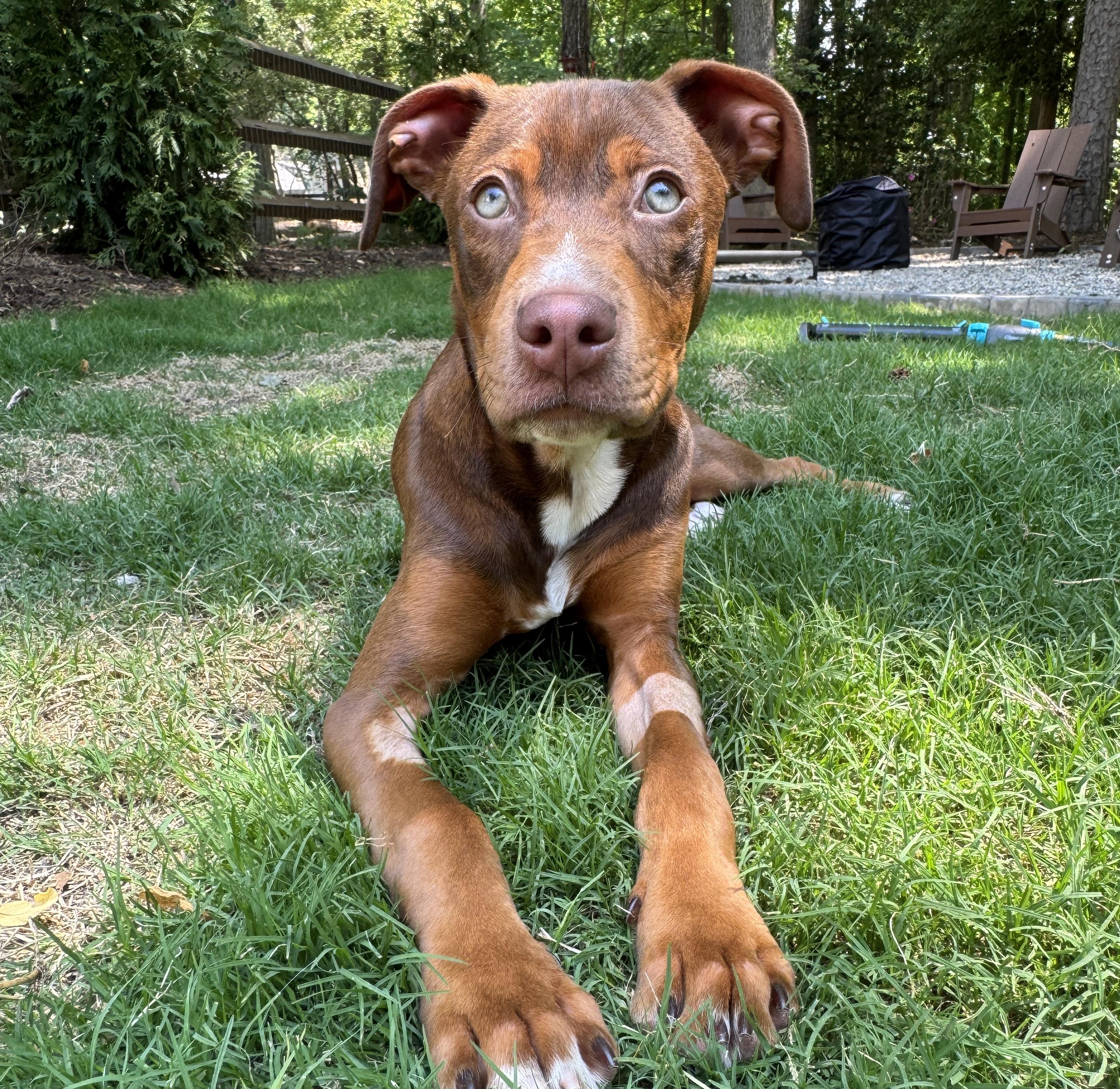 Monty, adopted, Puppy Male Pit Bull Terrier & Mixed Breed.