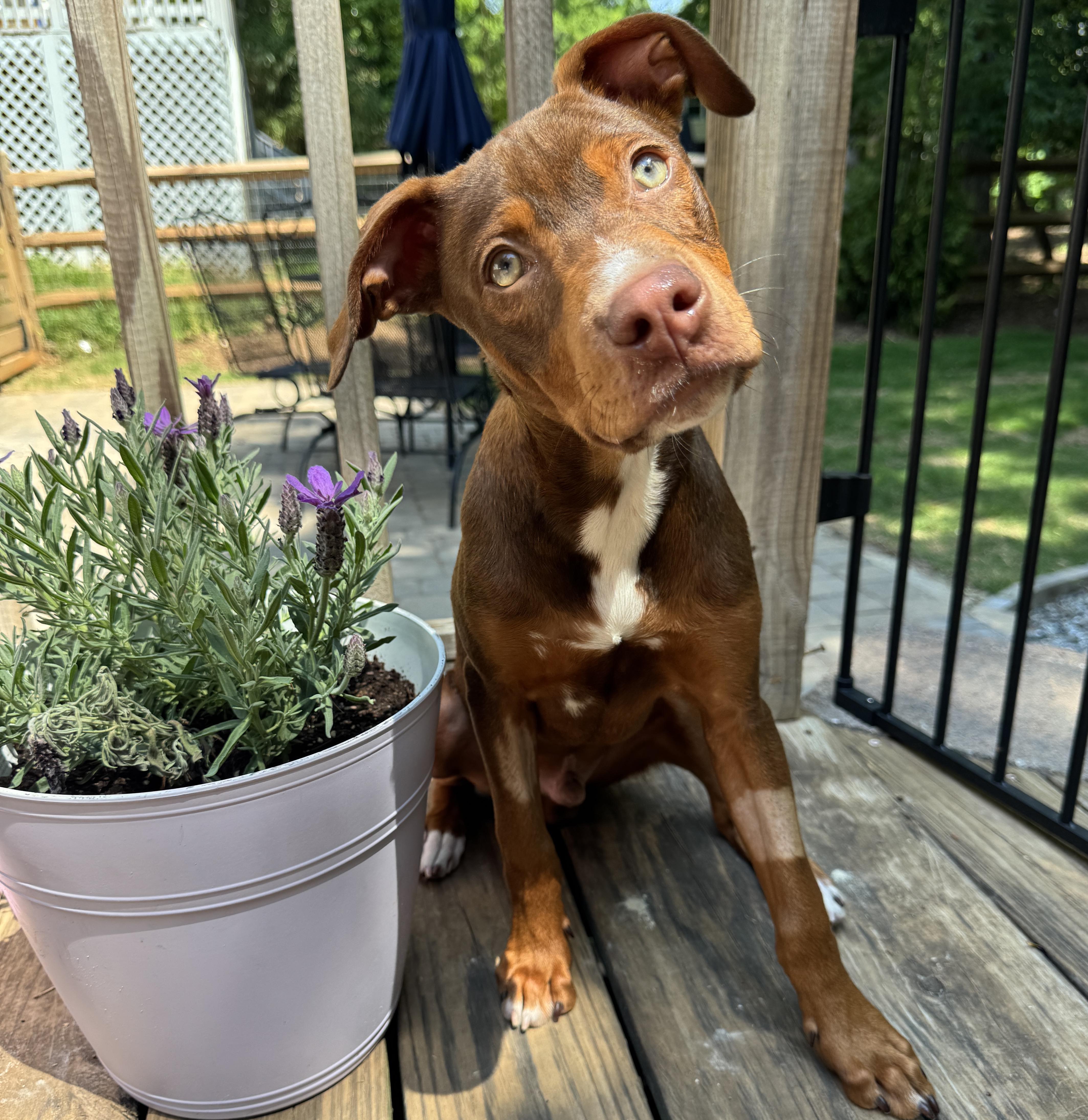 Monty, an adopted mixed breed in Rock Hill, SC image 3/6