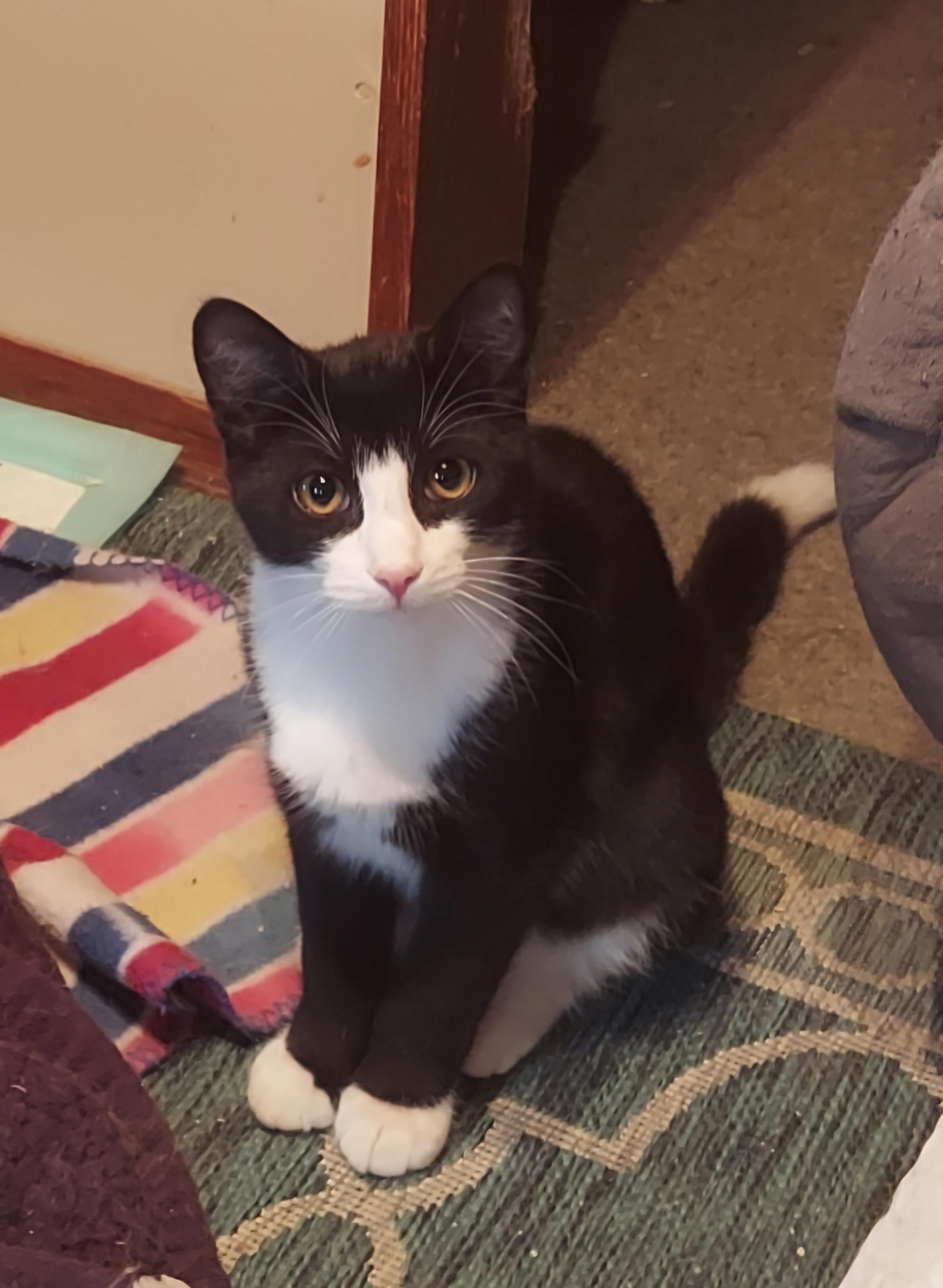 Slightly , adoptable, Kitten Male Tuxedo.